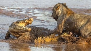 Lion, Crocodile Attack Prey Fail Compilation 2017 -  Animals Fight Back Predator