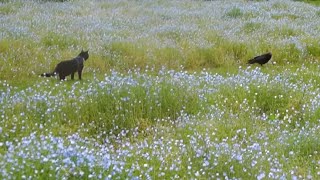 カラスが通せんぼしてくる　The crow get in the way