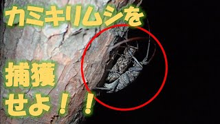 🌲【松枯れ】🐜マツ材線虫病発見から五十年のマツノマダラカミキリの大量捕獲②カミキリの大量捕獲