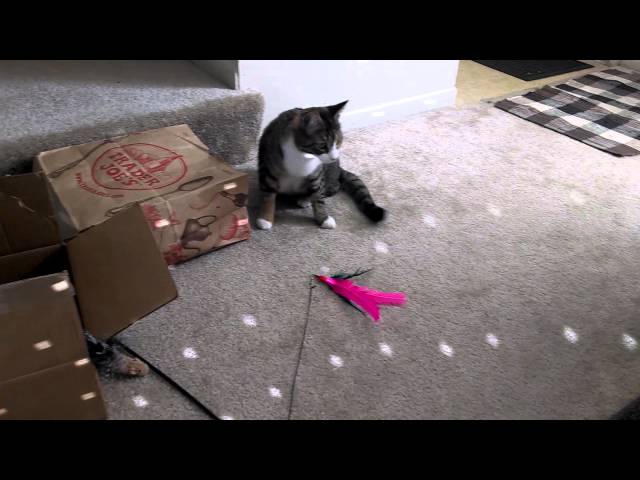 Cat Alina chasing the sunlight off of a disco ball
