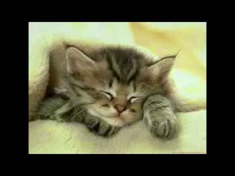 gatitos chistosos y tiernos