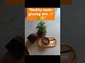 "Without chemicals Glowing Skin -3 Day challenge ✨ withseeds".#shorts#seeds#glowingskin🌿