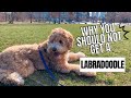 Labradoodle 101 | 4 Reasons You Should NOT get a Labradoodle