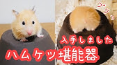 初めての土遊び 大はしゃぎするハムスター 泥んこサテンハムスター Youtube 初めての土遊び 大はしゃぎするハムスター 泥んこサテンハムスター Youtube