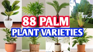 88 Palm Plant Species | Palm Plant Varieties | Plant and Planting