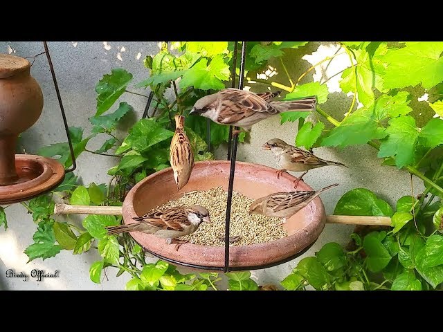 Sparrow Chirping Sound | Sparrow Birds Eating Food u0026 Chirping class=