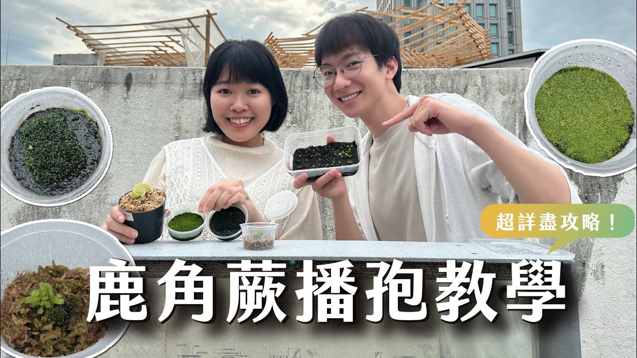 鹿角蕨播孢教學！叢林漿果不藏私播孢各階段成長歷程分享