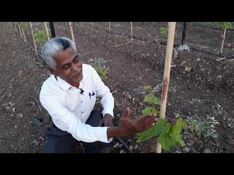 द्राक्ष रिकट / Grapes Recut