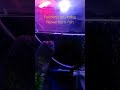 Feeding my baby flowerhorn fish #shorts | MomZ ChE