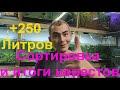 +250 Литров. Сортировка и итоги нерестов.