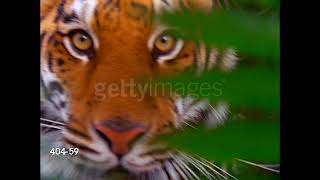 Baby Einstein Stock Footage - 404-59