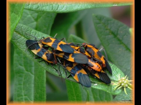 Video: Milkweed Bug Information - Er Milkweed Bugs skadelige