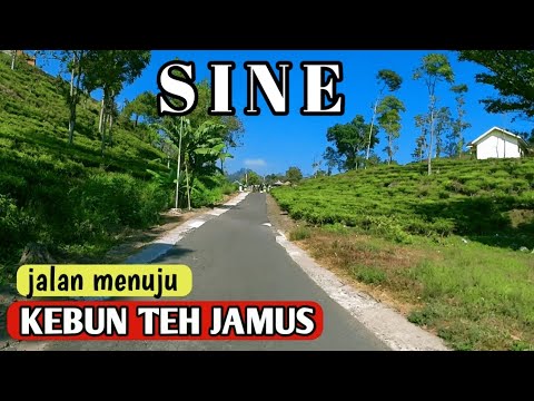 Jalur menuju Agrowisata perkebunan Teh JAMUS ngawi jawa timur