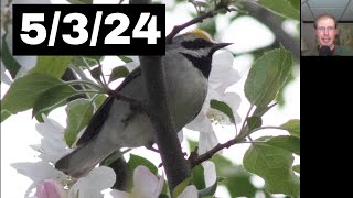 [64] Many Warblers (Golden-winged!), Few Raptors at the Braddock Bay Hawk Watch, 5/3/24