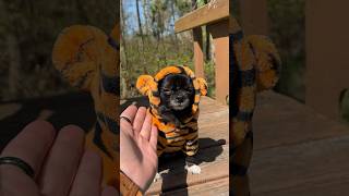 Famous Tiger Slide Puddin 🛝🐯 Wealth