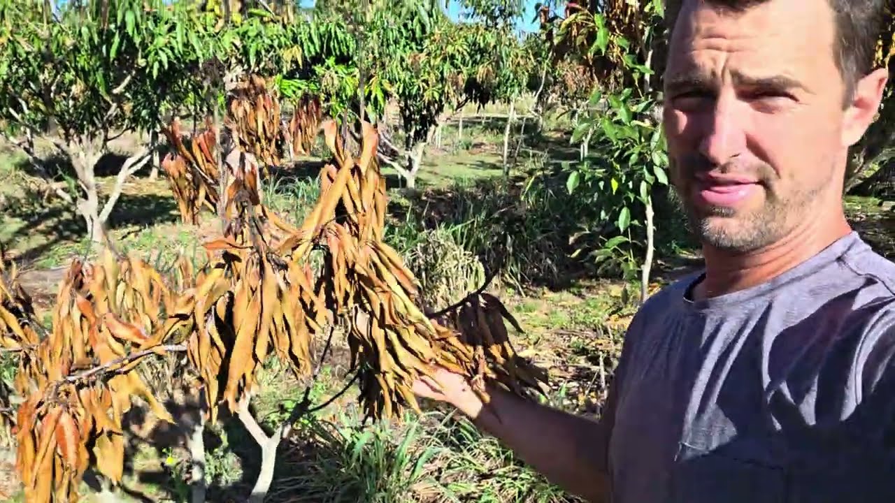 Будут ли манго? (давайте посмотрим)