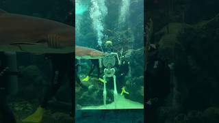 Come check out our giant skeleton in the Coral Reef Habitat! 👀💀🌊🦈