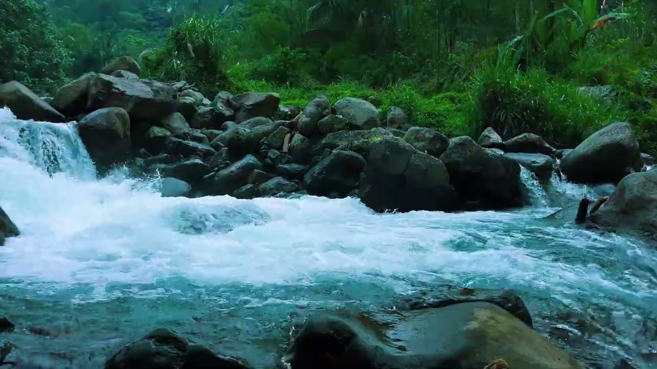 Peaceful Nature Sounds for Sleep – Forest Birds & Flowing Stream