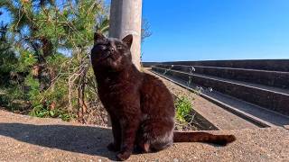 防波堤にいた黒猫ちゃん、こっちにトコトコ歩いてきてゴロンと寝転んだ