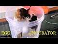 Easy Home Made Chicken Incubator, How to. |DIY|