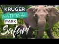Where to Go in Kruger National Park (Elephants, Leopards, Rhinos &amp; Giraffes!)