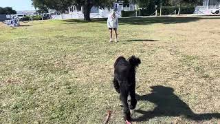 Teaching recall with 9 month old Labradoodle by UberDogTraining 68 views 3 months ago 1 minute, 3 seconds