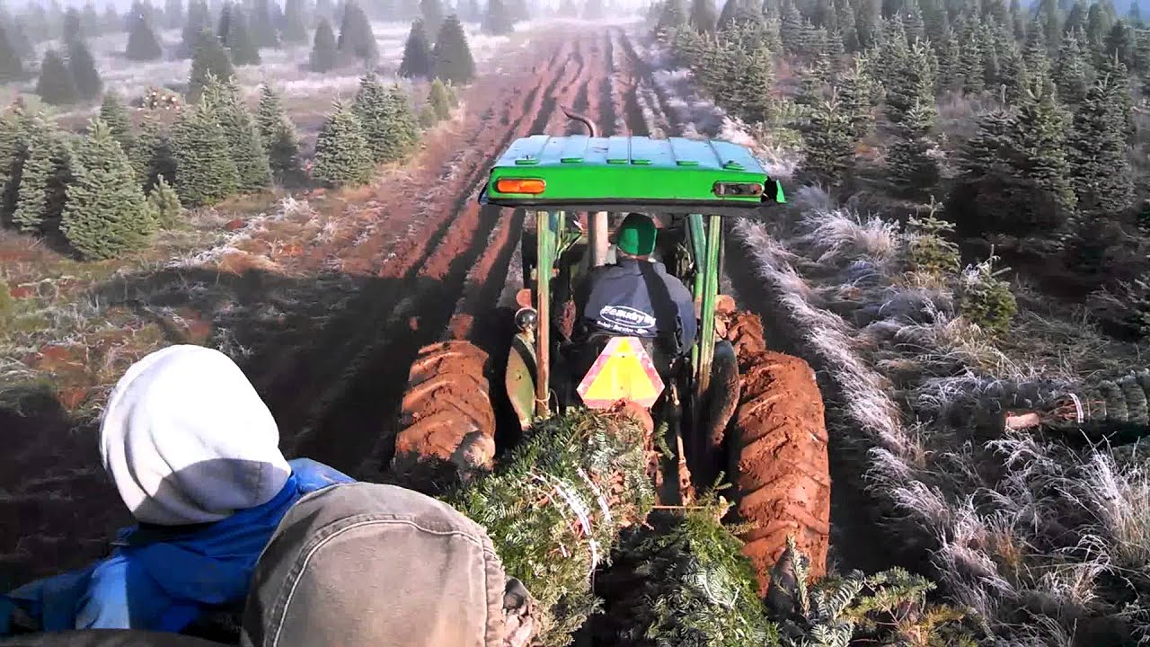 Camas Valley Oregon Calico Christmas Tree Farm YouTube