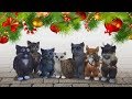 Christmas Stories: Nutcracker | Bonus Game