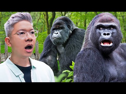Video: Tempat Terbaik untuk Pergi Gorilla Trekking di Afrika