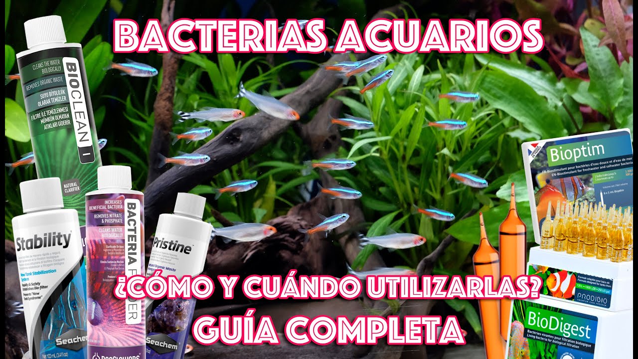 Bacterias de acuario bacterias de agua dulce reutilizables 1 paquete de  bacterias de agua para acuarios de agua dulce y salada ANGGREK Otros