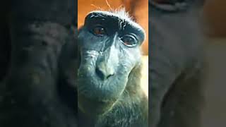 Rizz Monkey Edit