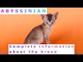 Abyssinian. Pros and Cons, Price, How to choose, Facts, Care, History の動画、YouTube動画。