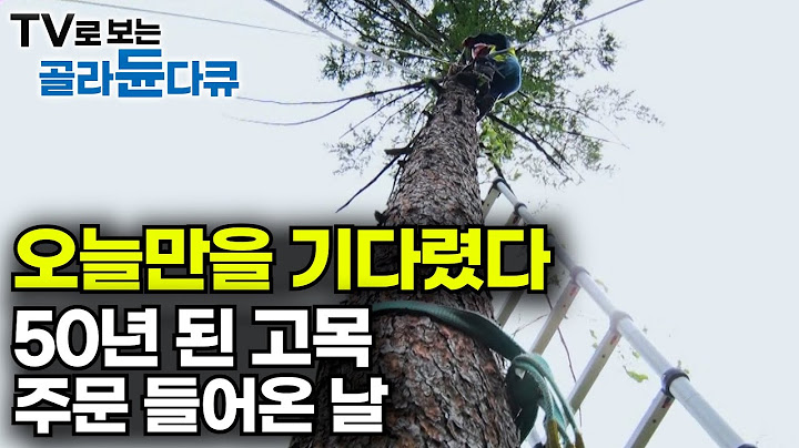 규모부터 남다르다. 50년 넘게 애지중지 키운 고목 자르는 날｜수십 년 경력 작업자들도 긴장하게 만든 나무 사이즈. 자른 나무들은 어디로 갈까?｜극한직업｜#골라듄다큐