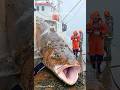 Giant Cod Covered In Barnacles Gently Washed Clean By Rescuers Animalrescue Sealife Oceanrescue