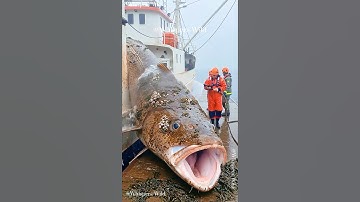 Giant Cod Covered in Barnacles Gently Washed Clean by Rescuers #animalrescue #sealife #oceanrescue