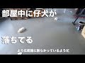 ますます部屋中にとっ散らかる仔犬たち