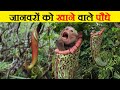 मांसाहारी पौधे जो जानवरों को भी खा जाते हैं  | Plants begin eating Animals | Carnivorous Plants