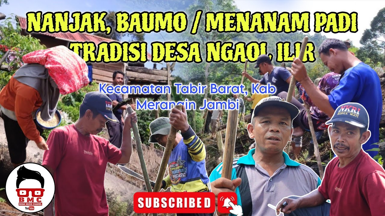 Menanam Padi | Menanjak | Baumu Dengan tradisi Adat Desa Ngaol Ilir