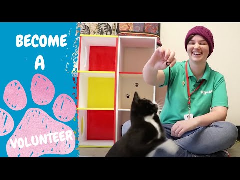 Video: Hospaws frivillige hjelper deg med å ta vare på kjæledyr for pasienter i nød
