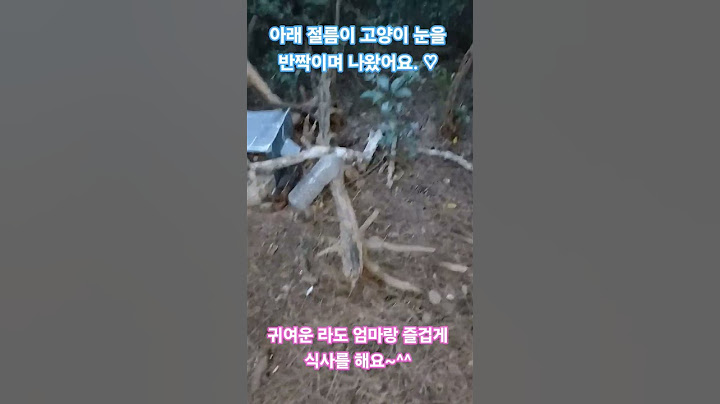 뻐짐없이 나와서 밥을 먹는 예쁜 절름이 고양이와 딸 고양이 라의 즐거운 식사시간~^^♡♤
