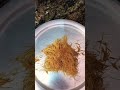 sewai part 2
