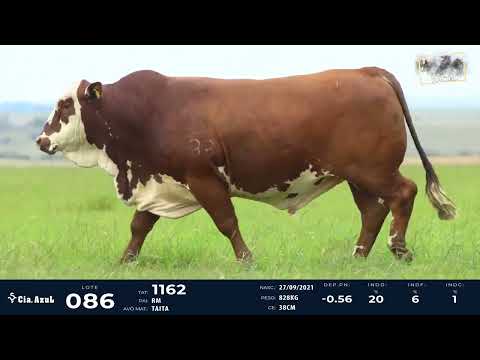 LOTE 86   TAT 1162 M Braford