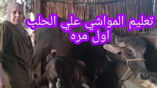 طريقه حلب المواشي اول مره بعد الولاده الجزء الثاني