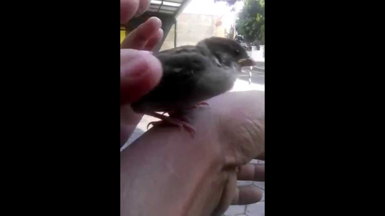 Loloh Anakan Burung Geraja By Petter Londo