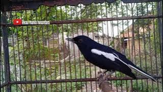 Kacer Suit Suit | Memancing Kacer Bunyi