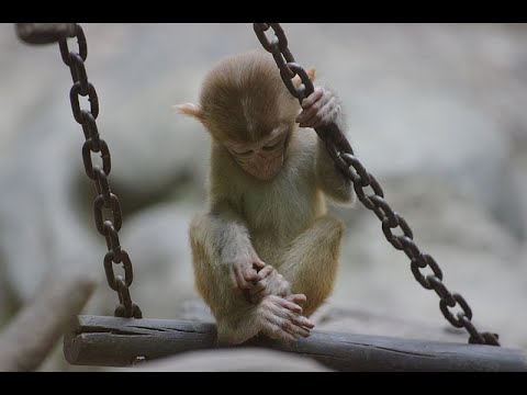 مفهوم السلف المشترك بين الانسان وغيره من الكائنات الحية نظرية التطور ربنا يطورنا كلنا 