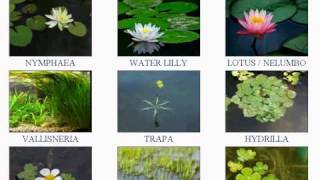 aquatic plants with their names