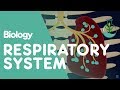 Respiratory system  introduction  physiology  biology  fuseschool