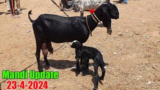 Top Class Beetal 4 Kg Milking Goats With Kids  Sahiwal Mandi Latest Update 2024