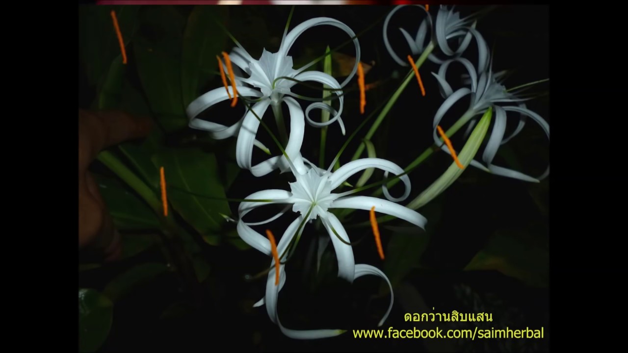 อานุภาพของว่านมงคล 108 ชนิด ตามตำราโบราณ | Eager of Know